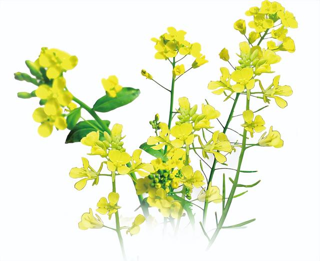 村游碧江丨3月7日来瓦屋，赴一场春日花海之约