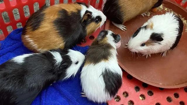 周末2大2小叹“森林秘境”度假地，吃住玩全了，汤泉萌宠…平靓正