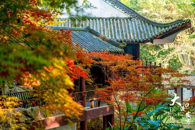 大渡口冬日“顶流”红了