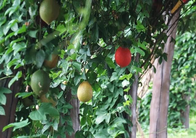 暖冬海口 入选避寒游热门目的地TOP10