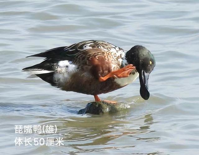 快乐的25/26深圳湾候鸟季