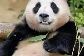 大熊猫出国有多难，一年的租金100万美元只是基本条件，令人唏嘘图片