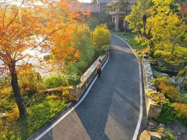 秋日限定浪漫!1000亩银杏染成“黄金海”