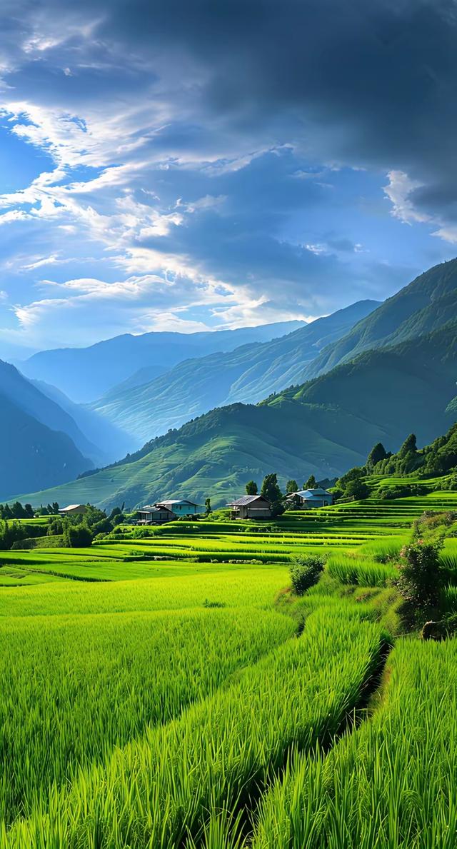 层提稻浪拥山翠，木屋闲卧画境中