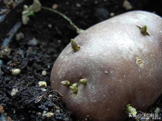 什么程度的土豆算发芽，揭秘土豆发芽：什么程度才算是危险的开始