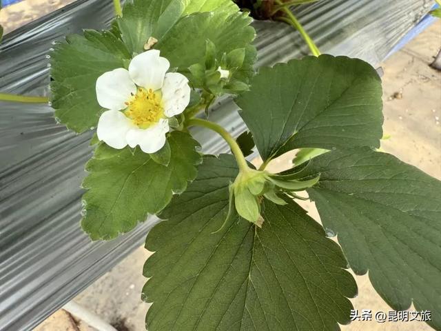 别再问昆明哪里能摘草莓了！收下这份采摘地图，直接抄作业→