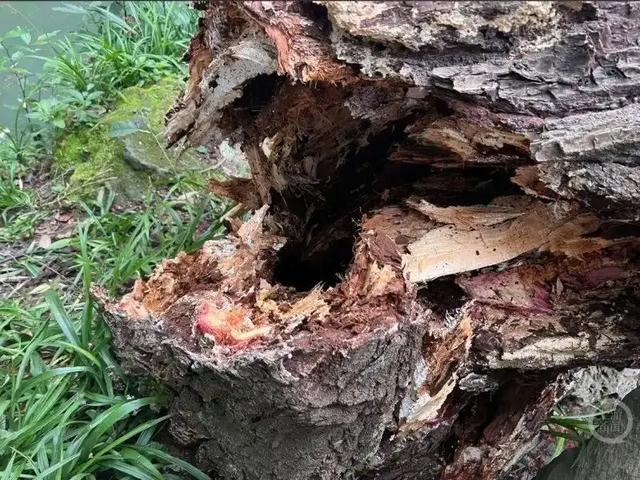 四川成都古柳倾倒致两人受伤,百年古树为何会腐烂空心?