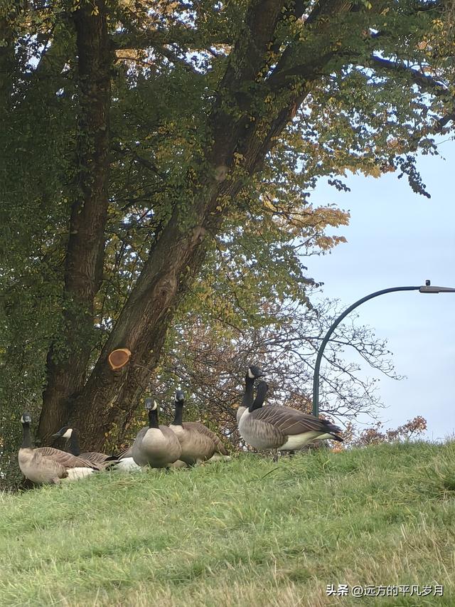 温哥华游记（一）