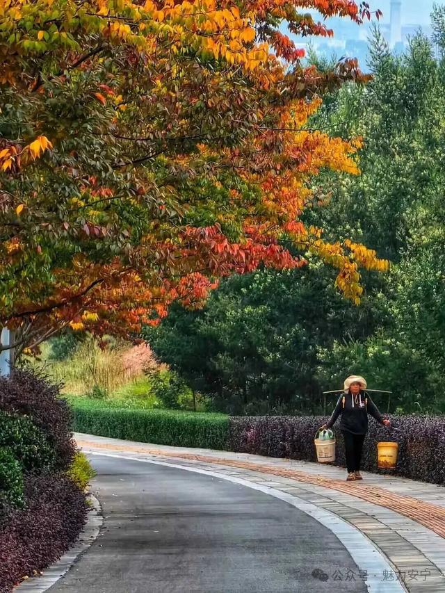 满树深红出浅黄，秋叶更胜二月花！去安宁邂逅秋天柔软的轮廓
