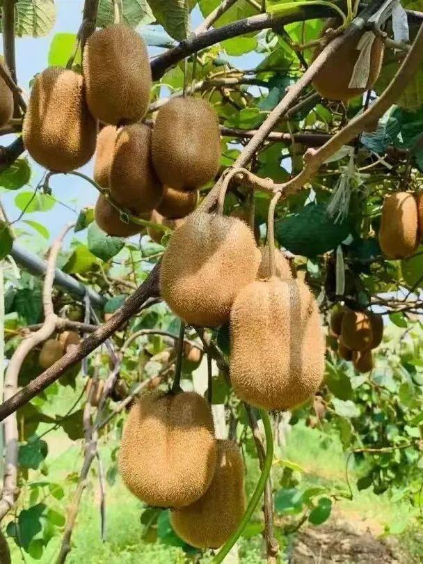 长三角果香正浓！快到这些当季采摘点位探“鲜”吧~