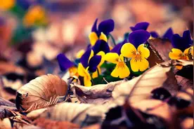 人过50知天命，命里有这4个预兆，预示你的晚年一定很幸福图片