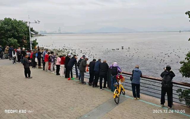 快乐的25/26深圳湾候鸟季
