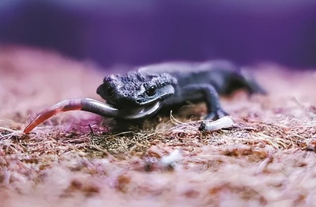 野外仅存600多只！浙江4人徒手抓26只，价值10多万