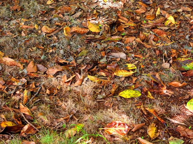 中美洲旅游：古巴首都哈瓦那两日纪行（图）