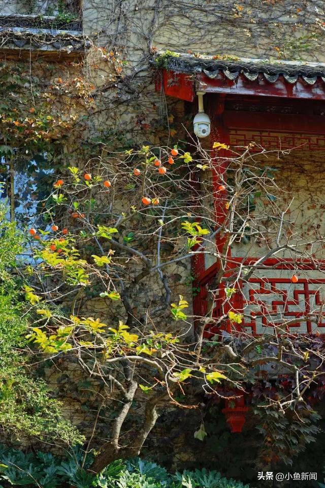 好多人在拍！苏州到底有谁在啊