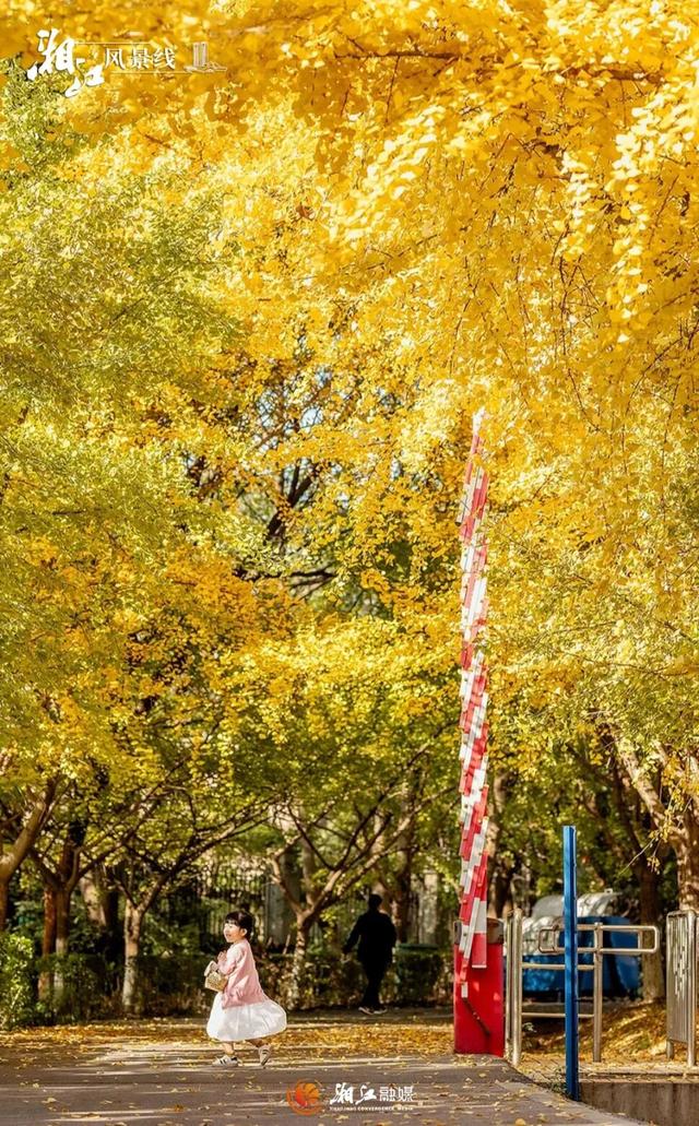 长沙银杏浓度即将达到100%！这波“小确杏”你要接住→