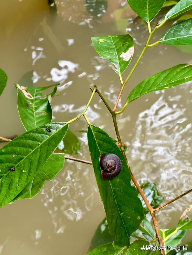 马来西亚(32)砂拉越州⑥世界遗产尼亚洞窟探险