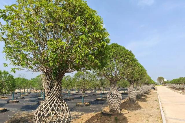 这一次，不得不去潢川了！