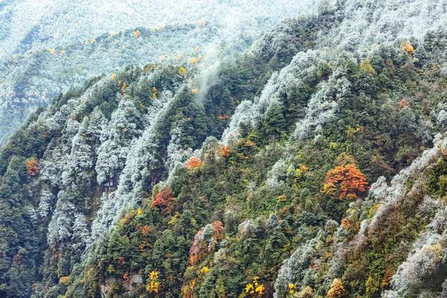 四川洪雅：瓦屋山初雪早至 彩林云海引客打卡 景区免票至11月底