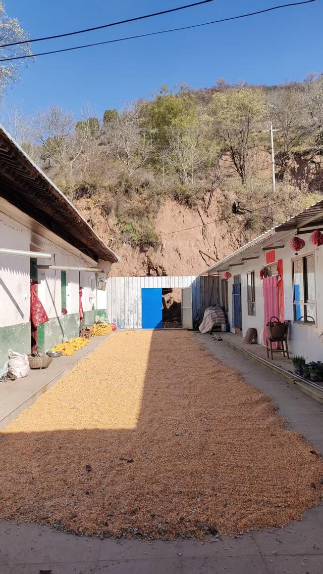 访同家庄千年古槐