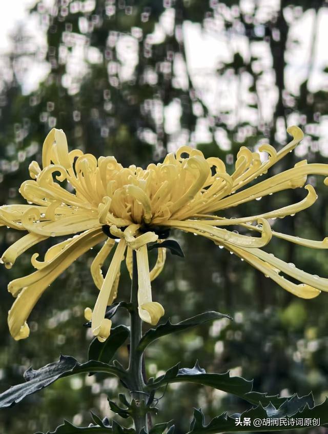七律·初冬游青秀山见游人赏菊