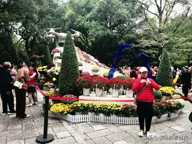 杭州植物园的菊花展——一场关于菊花的饕餮盛宴（一）