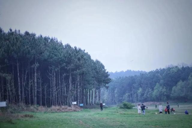 乡游黔中 · 白云区 石龙村丨坠入金色银杏海,收藏静美秋日