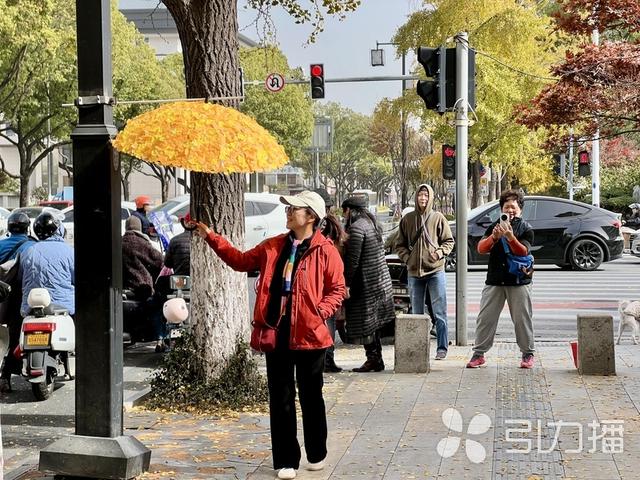 银杏打卡装置亮相，苏州“网红街”吸引力再升级