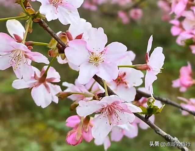 成都附近千亩樱花开了，漫山遍野粉色云霞，超级漂亮，不要门票！