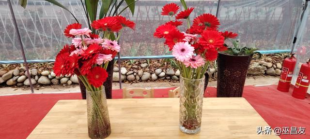 成都东部新区莓语田园的静好时光