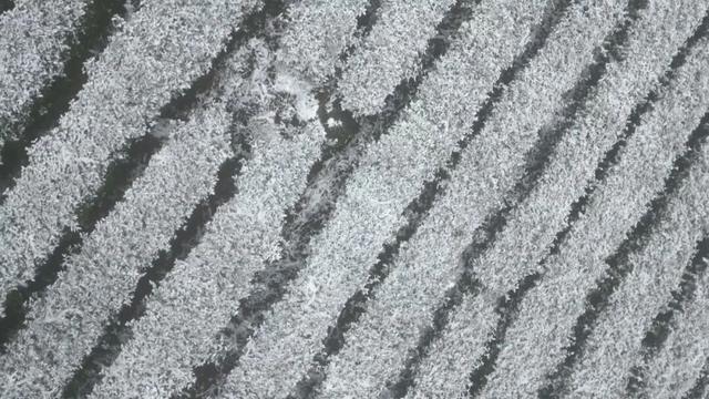 渠县迎今冬首场降雪 雾凇茶山共绘冰雪童话
