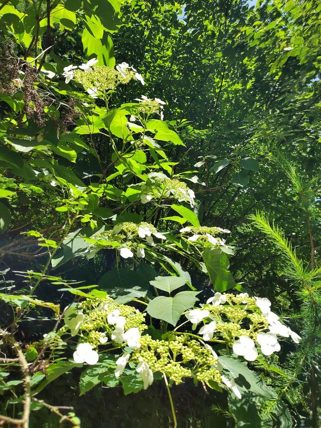 官鹅沟的植物