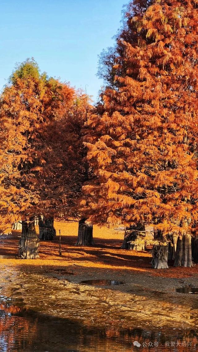 冲上“绍兴TOP1”！绍兴这处美景藏不住了！都有人在赶过来了