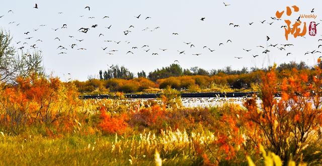 【小陇画报·435期】民勤：千顷湿地卧戈壁 续写生态新画卷