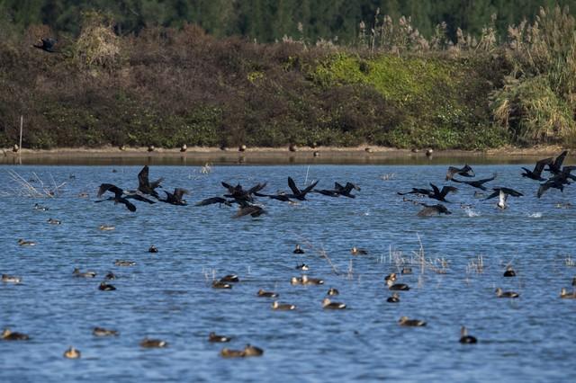 从鸟浪化鲲火爆全网，推荐这几个国内观鸟的神级景点，赶快去吧！