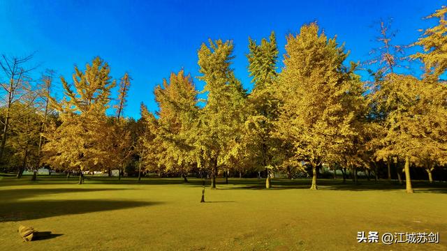 银杏黄时，解放公园把武汉秋天压成一枚金色书签