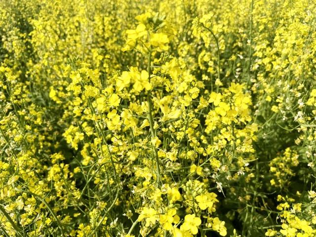 金色浪漫！呼伦贝尔农垦莫拐农牧场6.2万亩油菜花盛放