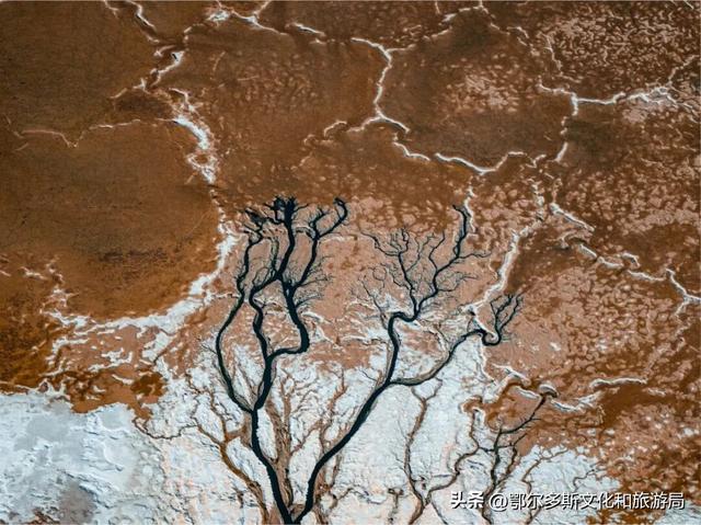 大地的笔触：在杭锦旗遇见哈日芒乃淖的“生命之树”