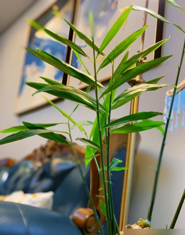 北京一姑娘“把生姜当绿植”养在客厅走红，网友：好美，好高级