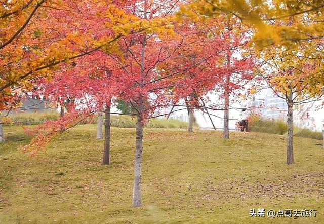 成都最美的枫叶公园，已惊艳上线，都不要门票，地铁公交车直达！