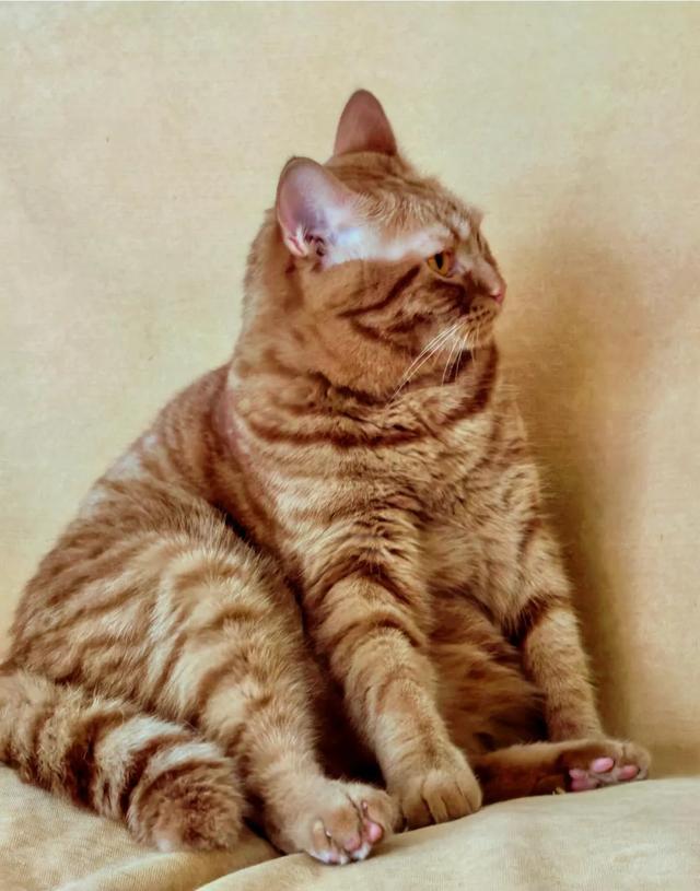 笑死了！主人展示25斤布偶猫引热议，网友：我这19斤的再加加餐？