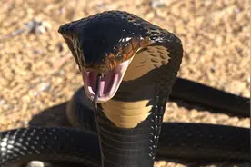 胆大！云南老太家中发现眼镜蛇，用竹竿和2.5米毒蛇“战斗”图片