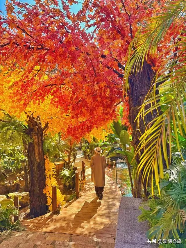 实拍!红的橘的黄的,整个淄博“燃”起来了!这些路段落叶缓扫→