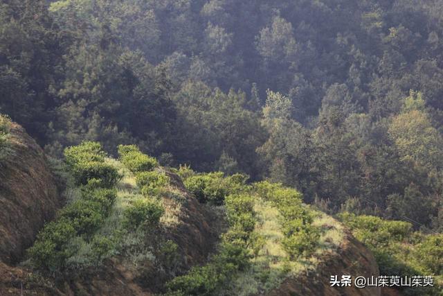 2023年春重庆探亲游（上篇）