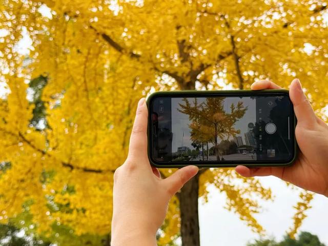 大邑银杏@你，初冬限定“金”喜，请查收！