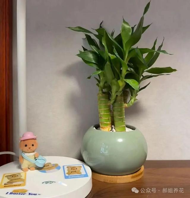 富贵竹摆放在3个地方，旺宅还旺运，摆错了白养了，你摆对了吗？