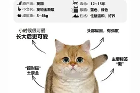 每天认识一只猫——金渐层图片