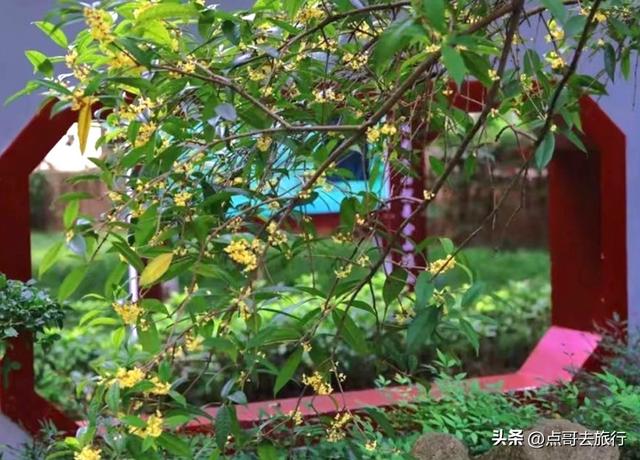 成都最出名的桂花观赏地，超级低调，桂香四溢，地铁公交车直达！