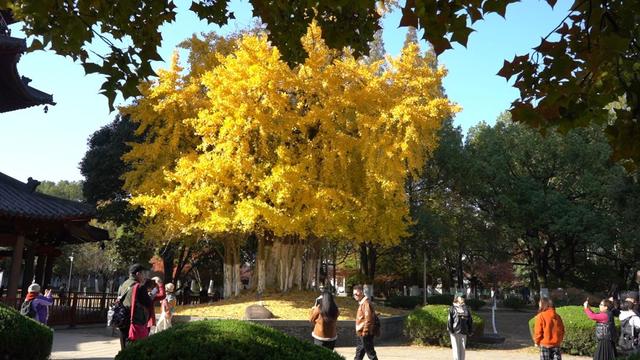 湖州换上初冬“限定皮肤”