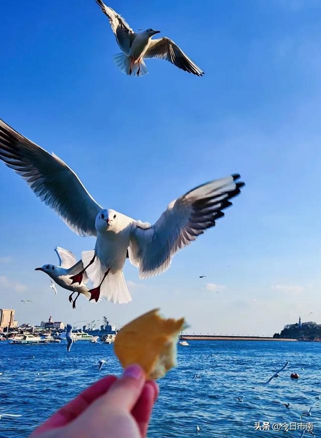 冬日限定浪漫！跟着蒋欣去海上喂海鸥！